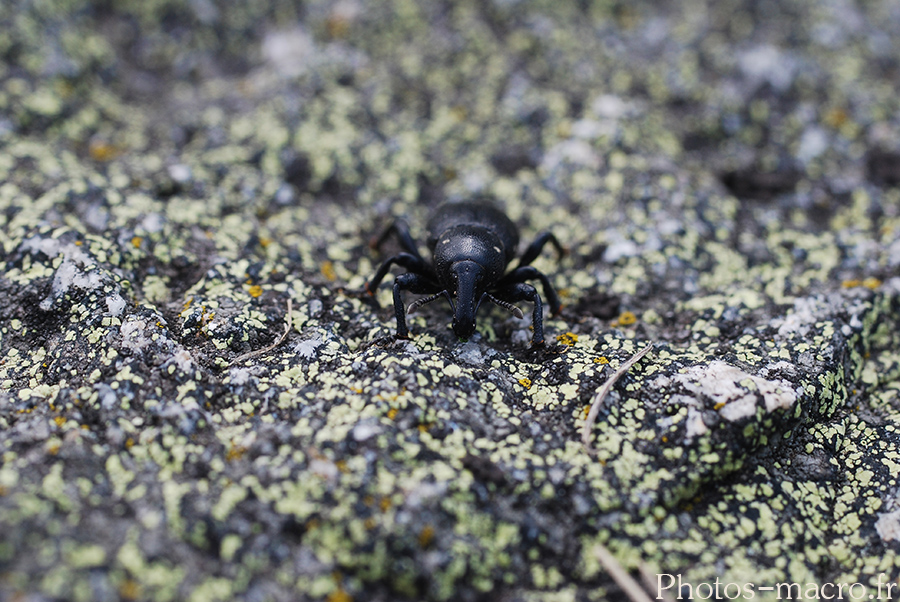 Liparus coronatus